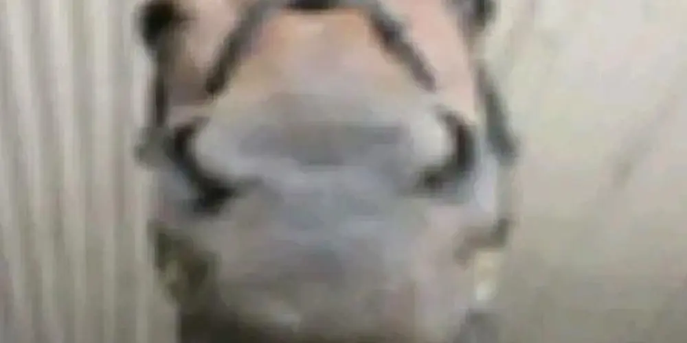 Imagem do grupo de WhatsApp A sombra do kaos ☠️🤘🏼