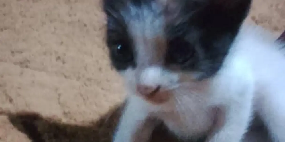 Imagem do grupo de WhatsApp A todo stickers.