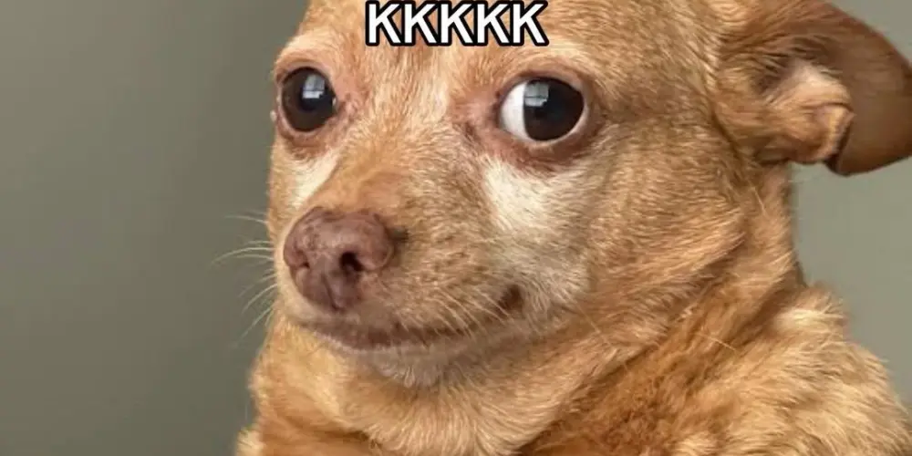 Imagem do grupo de WhatsApp A Tropa Do Franja 😎