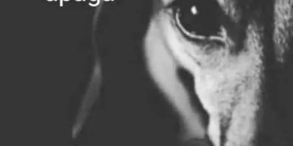 Imagem do grupo de WhatsApp A volta dos que não foram