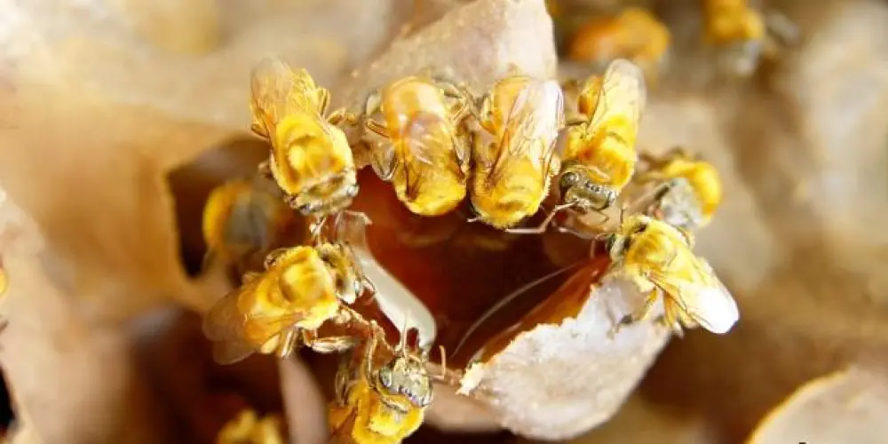 Imagem do grupo de WhatsApp Abelhas sem Ferrão do Brasil 🐝🍯