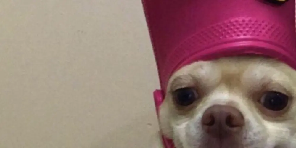 Imagem do grupo de WhatsApp 💘Abelhinhas operando confusão💘