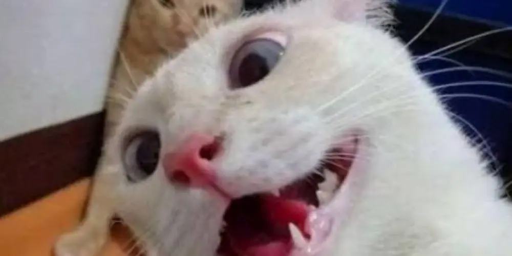 Imagem do grupo de WhatsApp ABERTO 24 HRS 🌚🌞⏱️