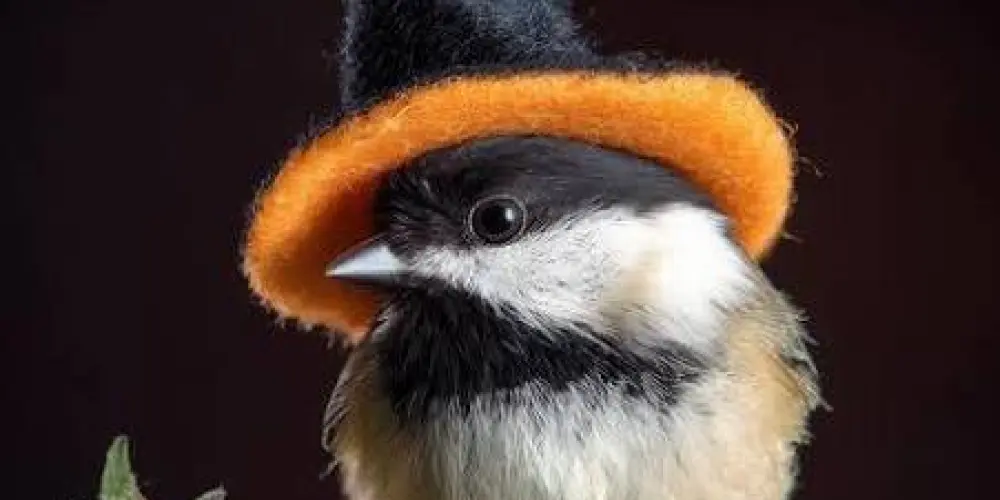 Imagem do grupo de WhatsApp Absolute Grupo do Assobio