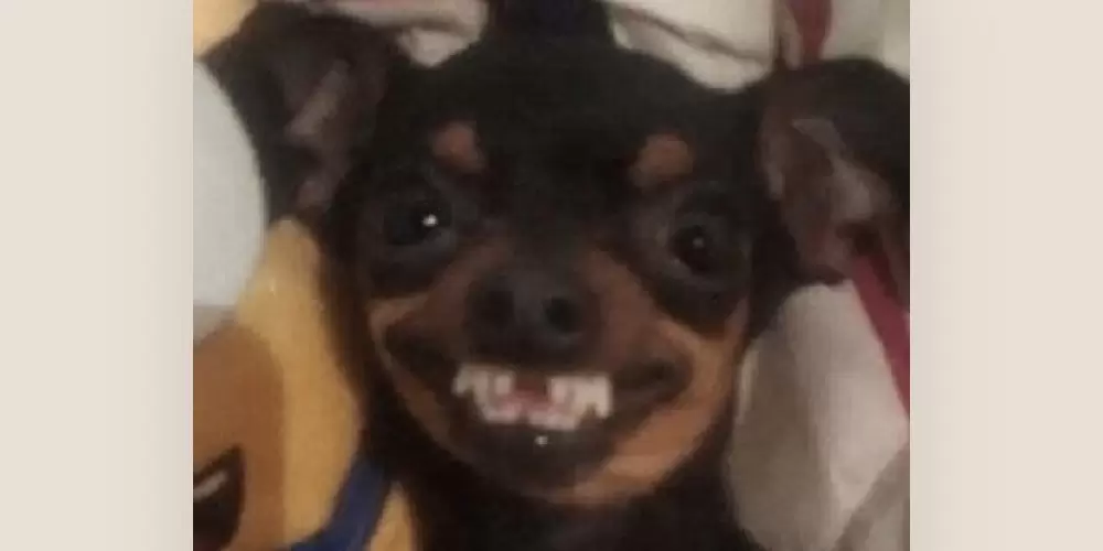 Imagem do grupo de WhatsApp Achadinhos Real