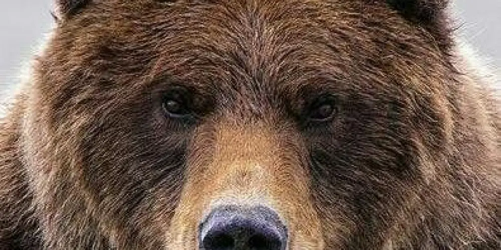 Imagem do grupo de WhatsApp Adoradores do urso🐻