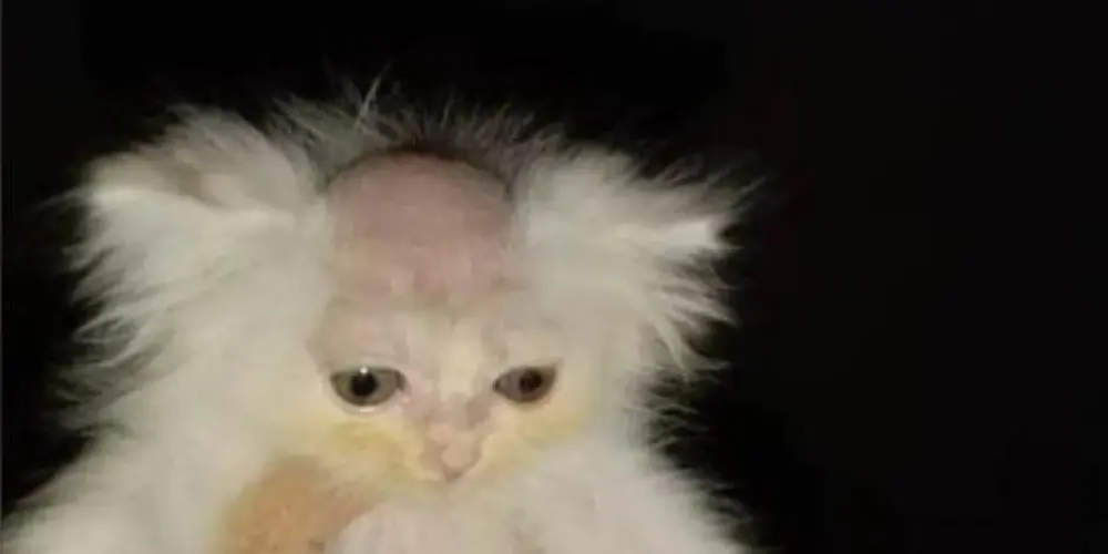 Imagem do grupo de WhatsApp 🤫 Adotados 🤫