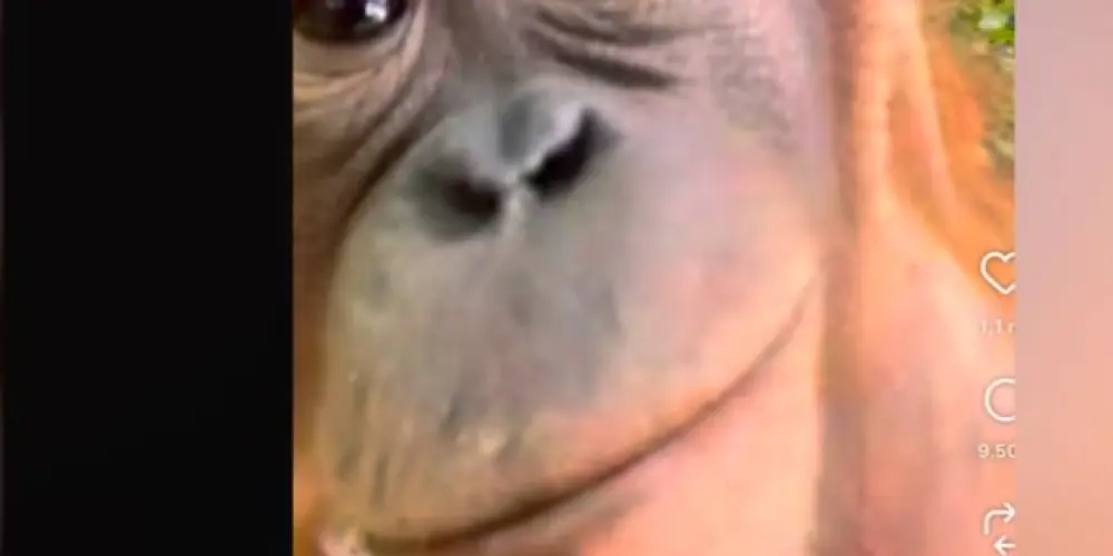 Imagem do grupo de WhatsApp Africa tchuwinn 1.0.👈🏻👉🏻