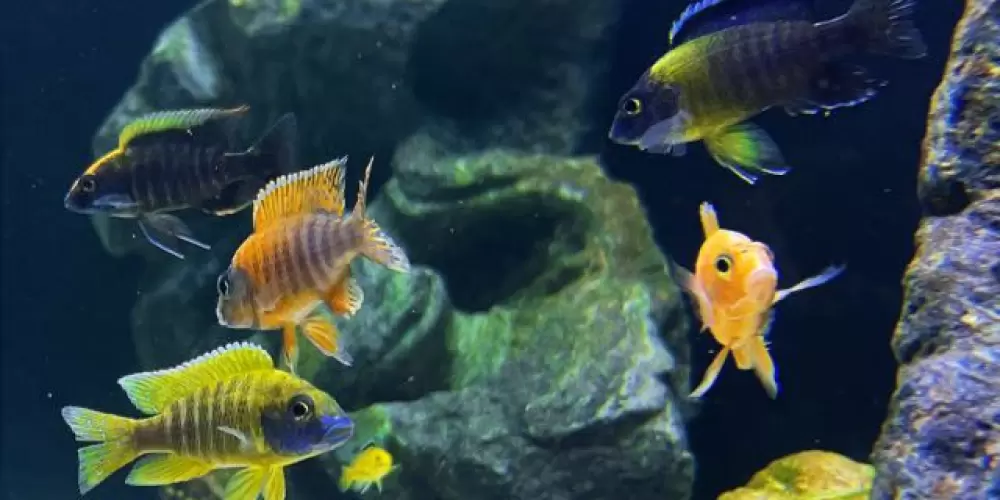 Imagem do grupo de WhatsApp African Ciclídeos