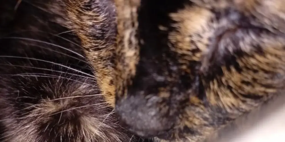 Imagem do grupo de WhatsApp Aghata e mais gatos