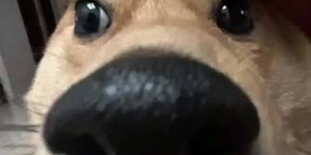 Imagem do grupo de WhatsApp A꧑ιg᥆᥉ dᥲ z᥆ᥱιrᥲ