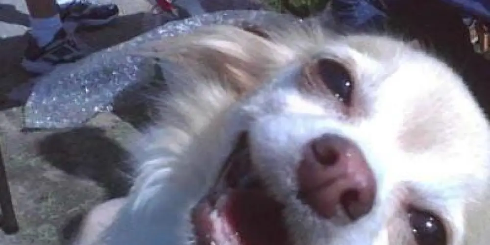 Imagem do grupo de WhatsApp aki,tu entra doido e se sair,sai maluco!🙂‍↔️