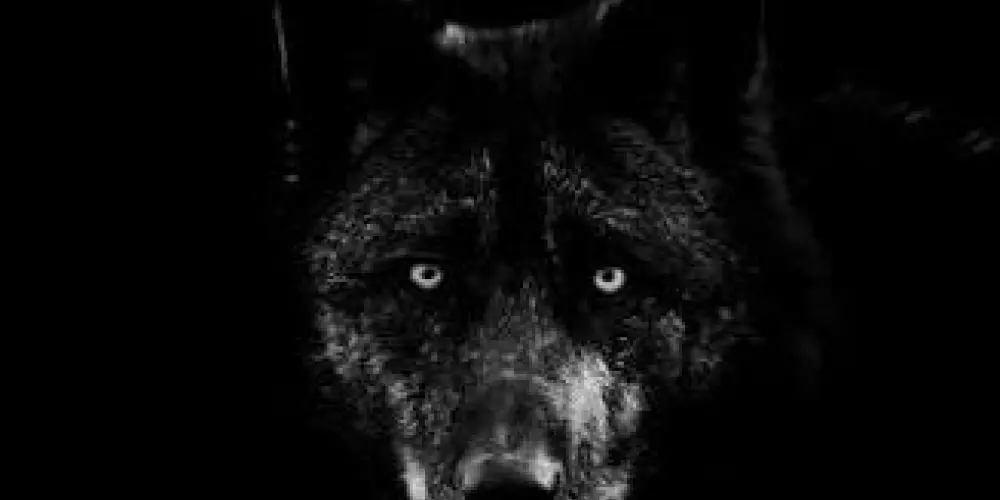 Imagem do grupo de WhatsApp ALCATEIA 🐺🐺