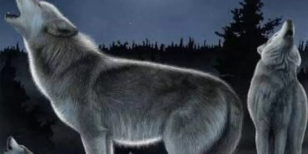 Imagem do grupo de WhatsApp Alcatéia do Lobão 🐺