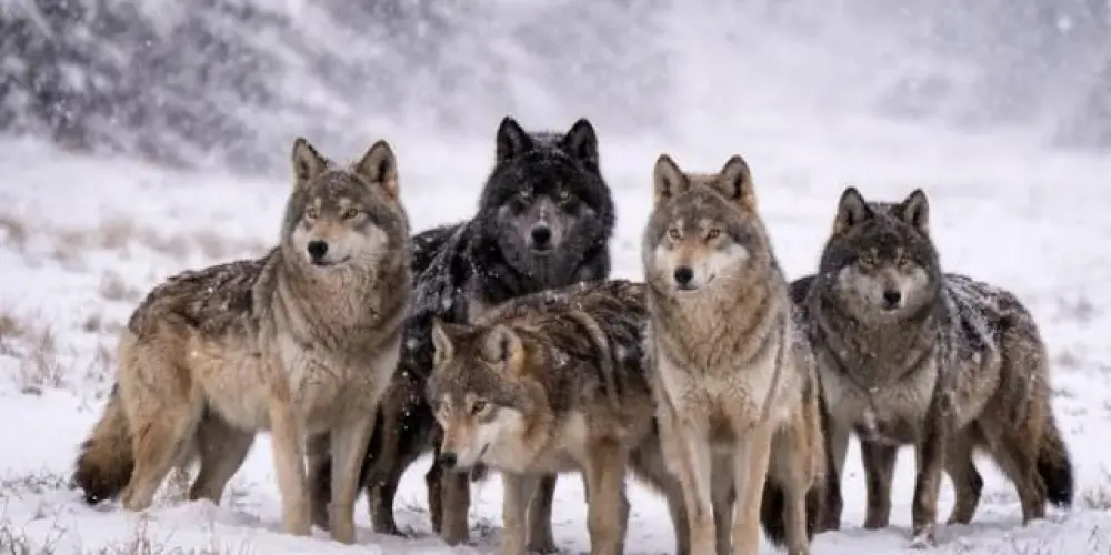 Imagem do grupo de WhatsApp Alcateia dos Lobos 🐺