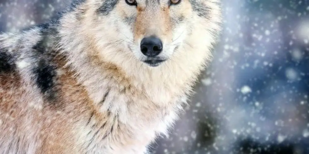 Imagem do grupo de WhatsApp 🐺ALDEIA DOS LOBO SOLITÁRIO🐺