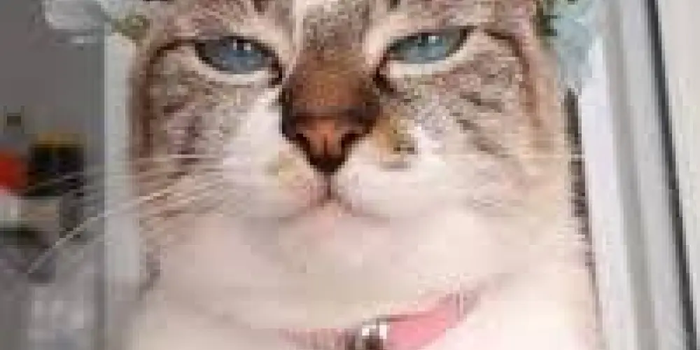 Imagem do grupo de WhatsApp Aleatoriamente amigos