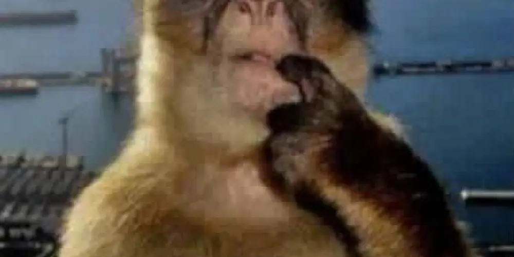 Imagem do grupo de WhatsApp Aleatoriedades