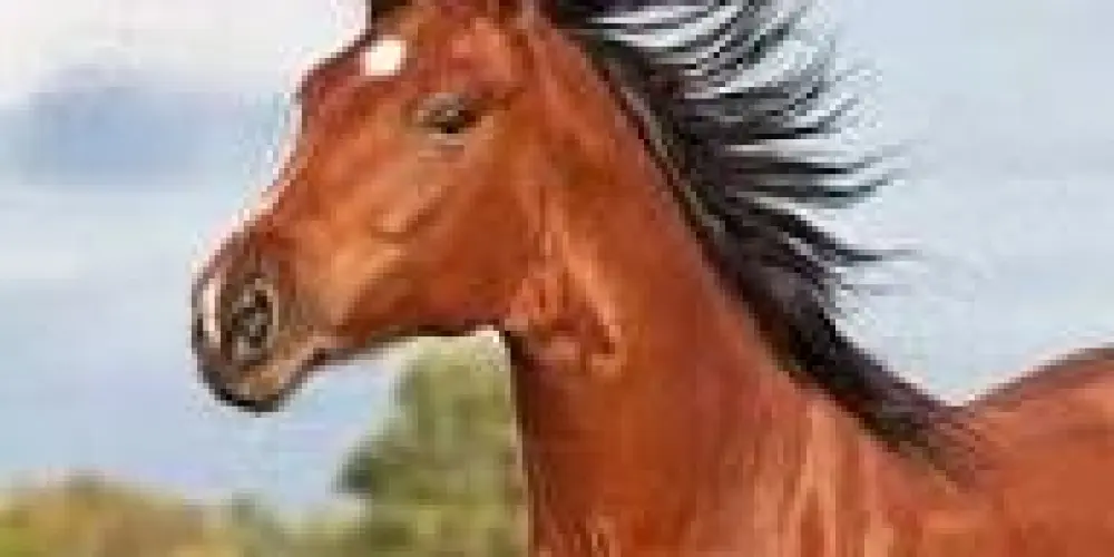 Imagem do grupo de WhatsApp ALEATORIEDADES INTERGALÁCTICAS!