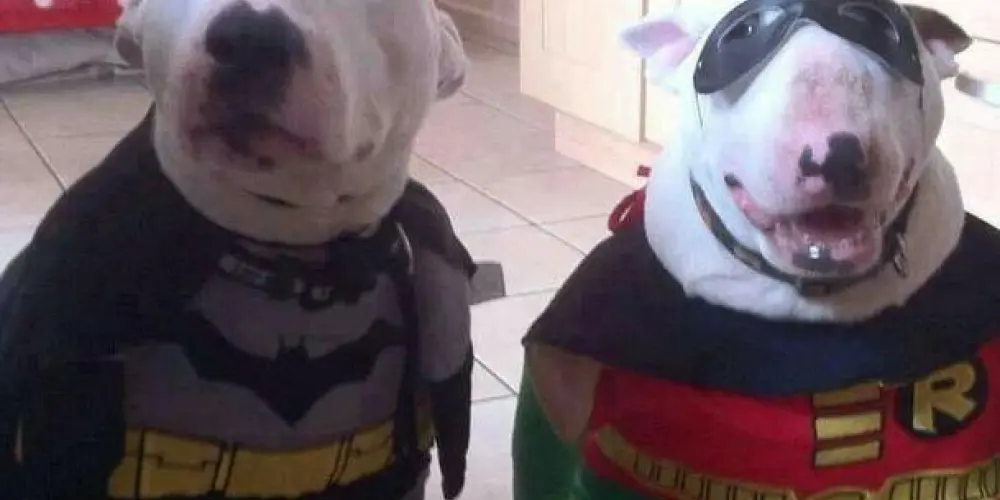 Imagem do grupo de WhatsApp ALEATÓRIO