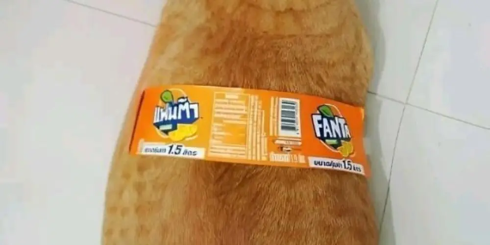 Imagem do grupo de WhatsApp Aleatório