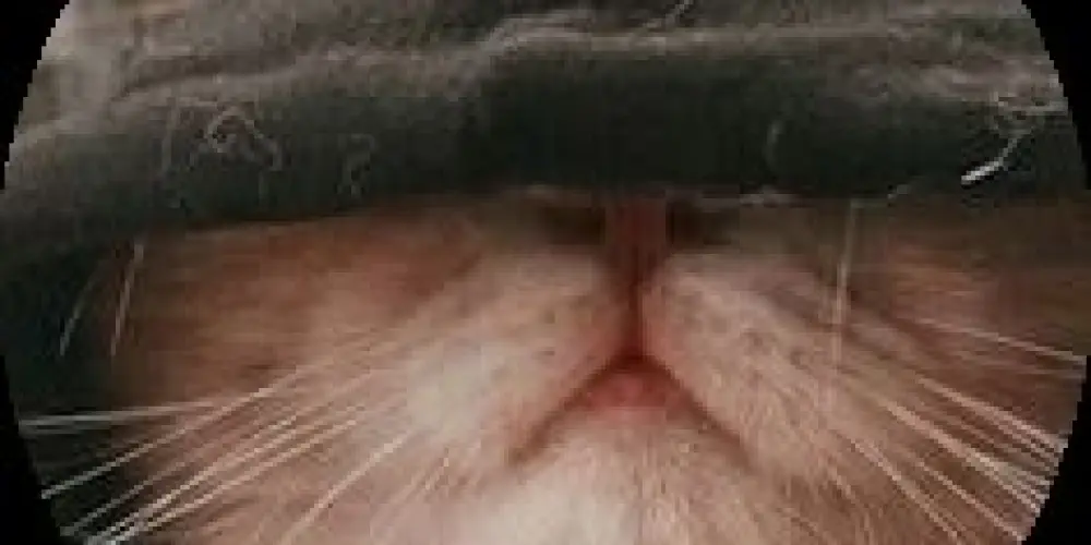 Imagem do grupo de WhatsApp Aleatório link