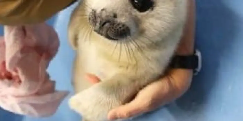 Imagem do grupo de WhatsApp Aleatório Mais Aínda