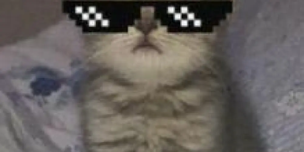 Imagem do grupo de WhatsApp Aleatórios 000