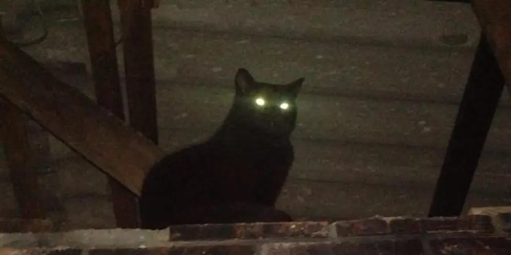 Imagem do grupo de WhatsApp ALEATÓRIOS🥴