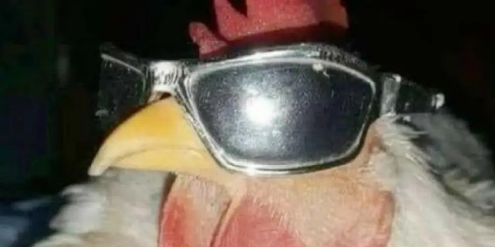 Imagem do grupo de WhatsApp Almôndegas Saltitantes 😏