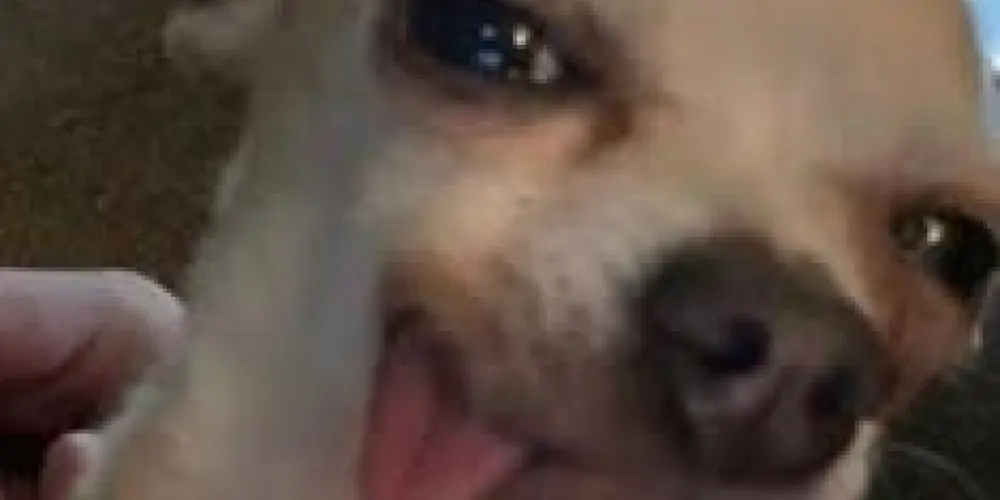 Imagem do grupo de WhatsApp ALOPRADOS S A