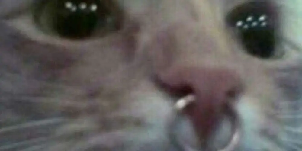 Imagem do grupo de WhatsApp alternative girls⛓️🎸🎨🥀