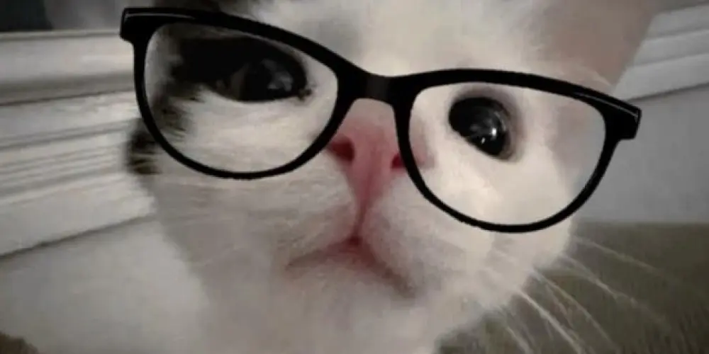 Imagem do grupo de WhatsApp AMADORES DE GATO!😼