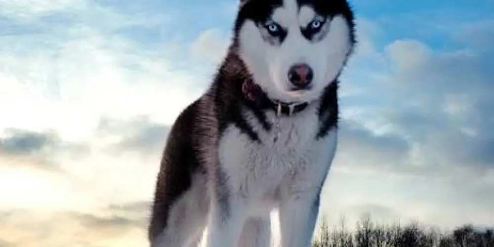 Imagem do grupo de WhatsApp Amante de husky siberiano