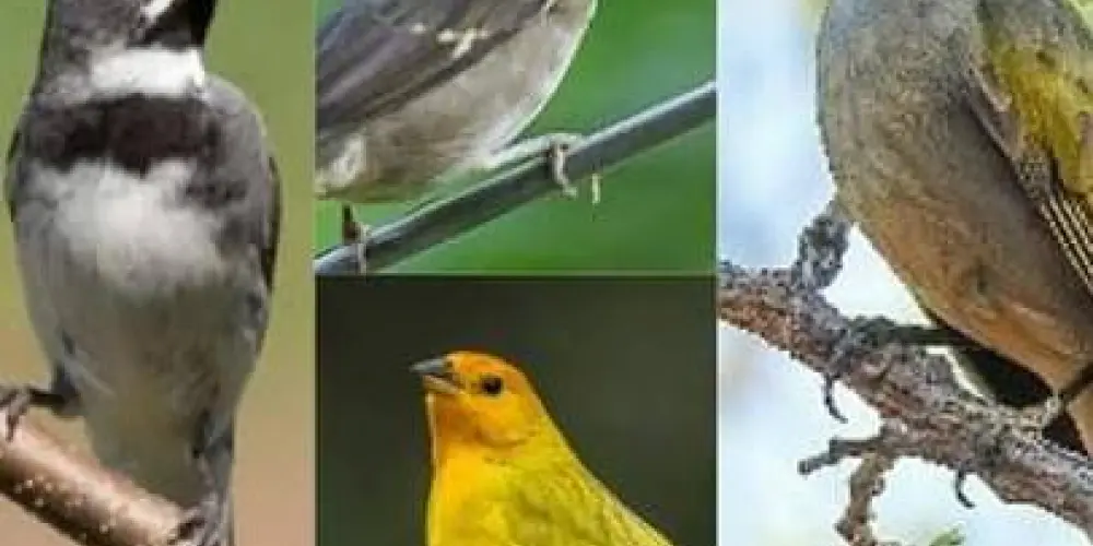 Imagem do grupo de WhatsApp Amantes de pássaros