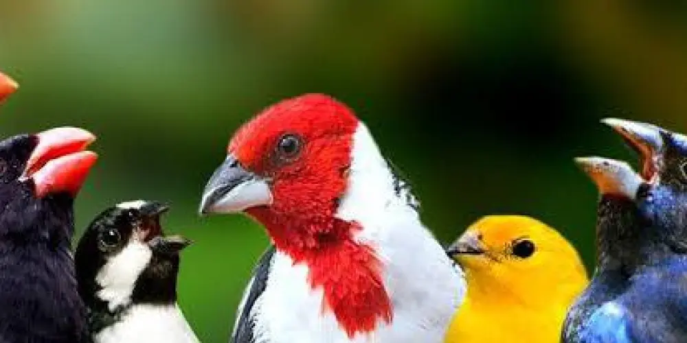 Imagem do grupo de WhatsApp Amantes dos pássaros🐦🥇