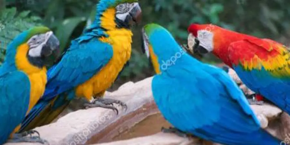 Imagem do grupo de WhatsApp "AMAZONAS" TERRA NOSSA.🌾🍀