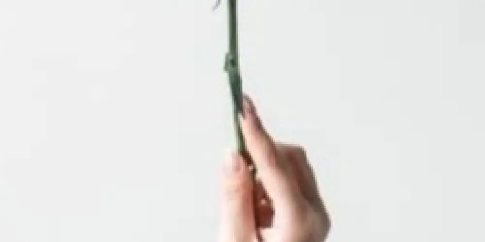 Imagem do grupo de WhatsApp Ame-se.🌹