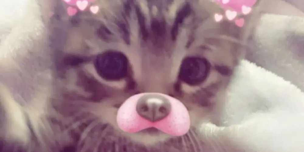 Imagem do grupo de WhatsApp amgs forever