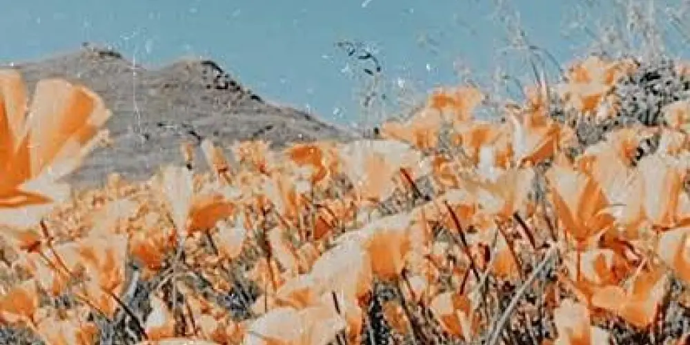 Imagem do grupo de WhatsApp A.M.I.G.E.S 💚