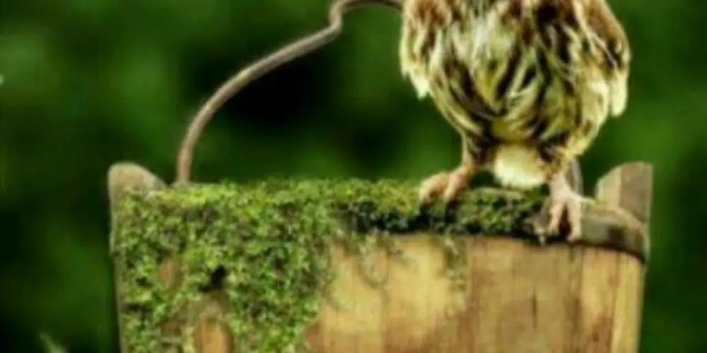 Imagem do grupo de WhatsApp Amigo das corujinhas🦉🦉🦉