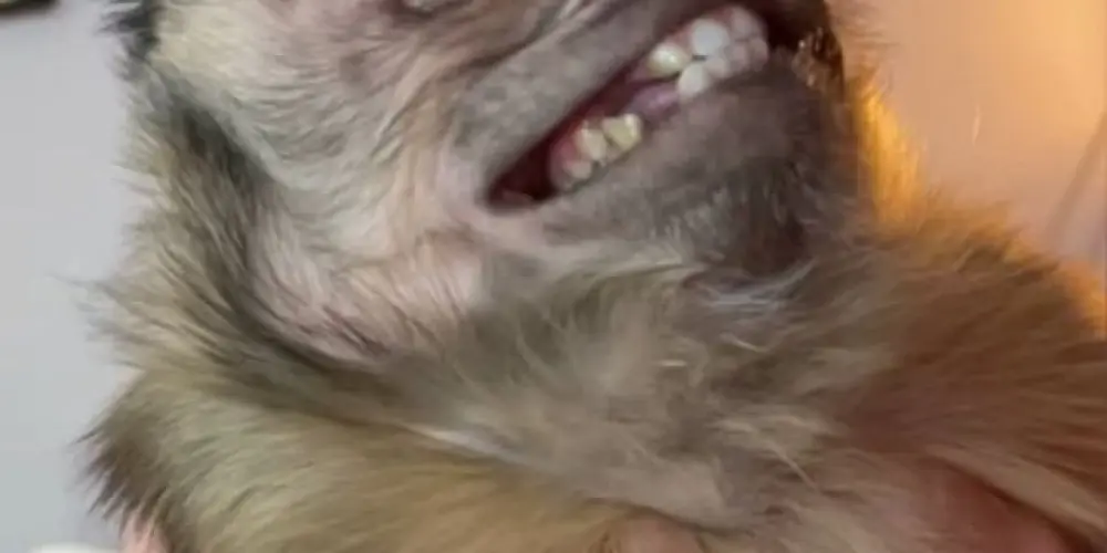 Imagem do grupo de WhatsApp amigos 2.0