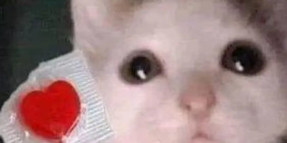 Imagem do grupo de WhatsApp 💕𝗖𝗵𝗮𝘁 Amigos💬 2026 ✨