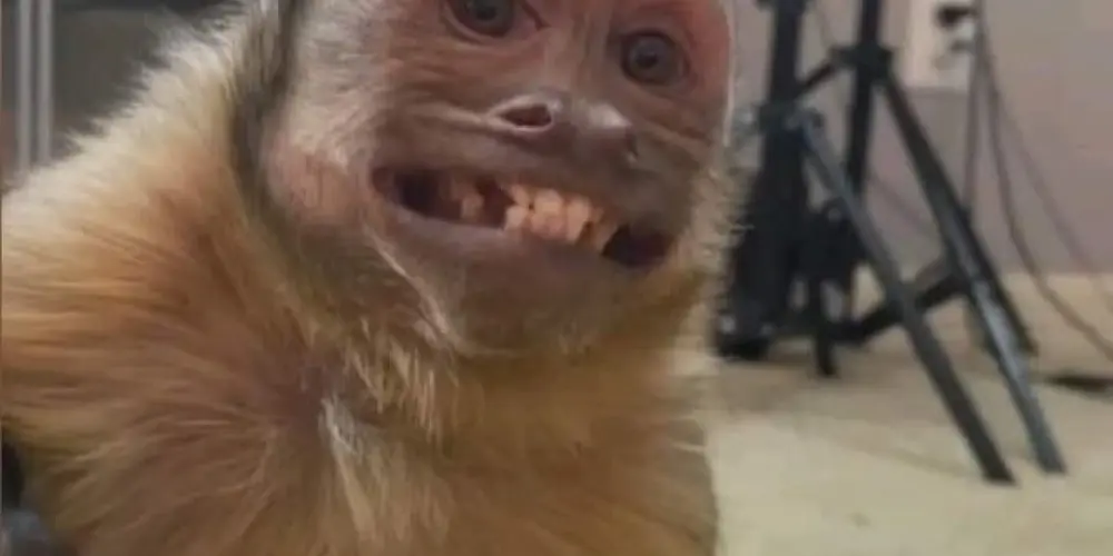 Imagem do grupo de WhatsApp AMIGOS 🤝