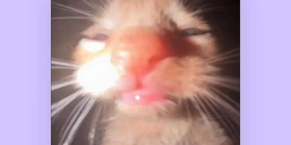 Imagem do grupo de WhatsApp Amigos °••°.