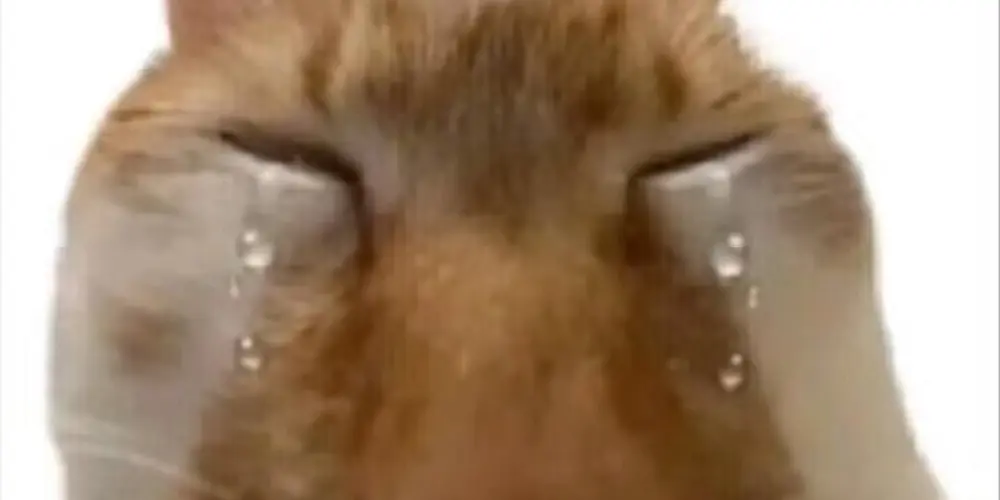 Imagem do grupo de WhatsApp Amigos