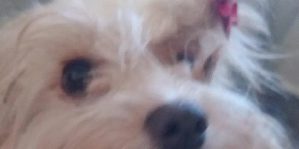 Imagem do grupo de WhatsApp Amigos