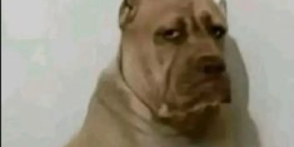 Imagem do grupo de WhatsApp Amigos