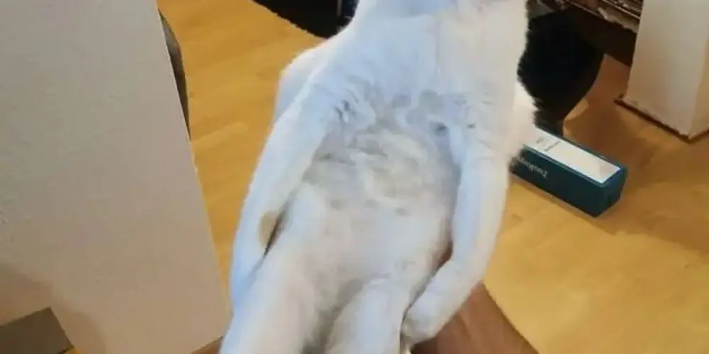 Imagem do grupo de WhatsApp AMIGOS