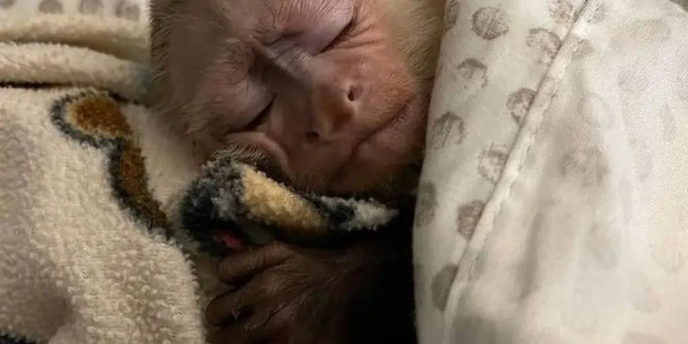 Imagem do grupo de WhatsApp amigos